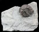 Wide, Partial Eldredgeops Trilobite - Ohio #55459-6